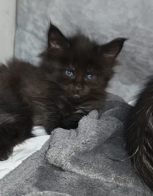 Котенок мейн-кун