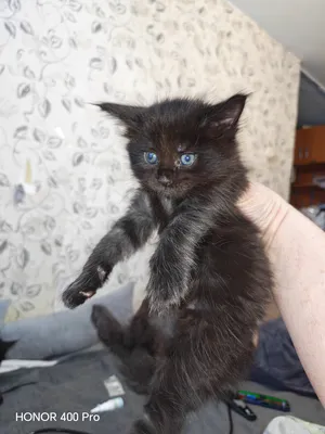 Котенок мейн-кун