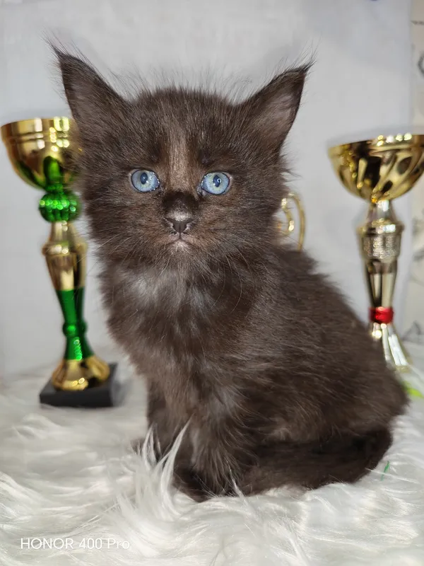Maine Coon kitten Black Silver Classic Tabby arlekin MCO ns 22 02 Girl
