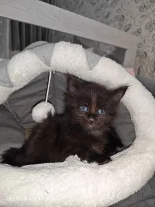 Котенок мейн-кун