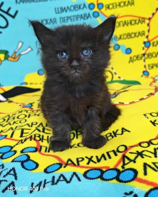 Котенок мейн-кун