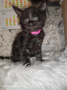 Котенок мейн-кун