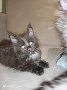 Котенок мейн-кун