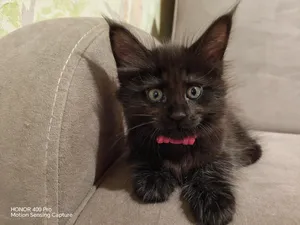 Котенок мейн-кун