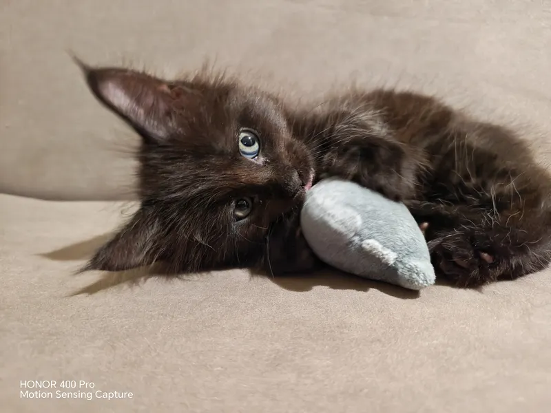 Maine Coon kitten Black Silver Classic Tabby arlekin MCO ns 22 02 Girl