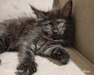 Котенок мейн-кун