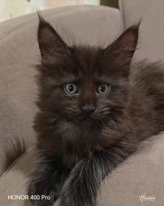 Котенок мейн-кун