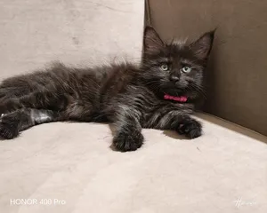 Котенок мейн-кун