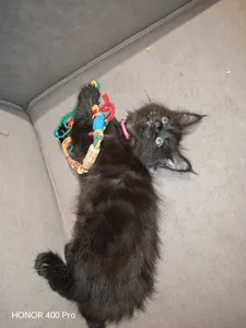 Котенок мейн-кун