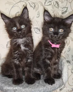 Котенок мейн-кун