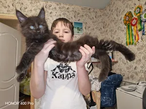 Котенок мейн-кун