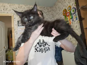 Котенок мейн-кун