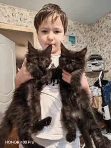 Котенок мейн-кун