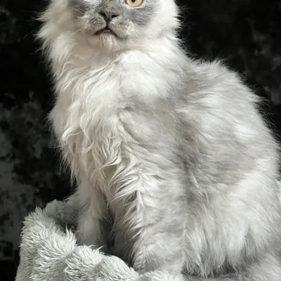 Котенок мейн-кун