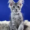 Koda - фото 1