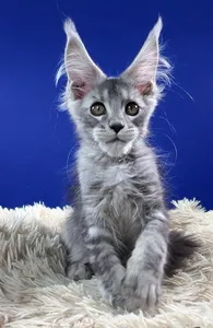 Koda