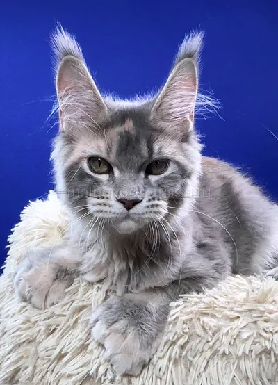Fleur — Котенок мейн-кун, Голубой мрамор MCO a 22