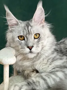 Котенок мейн-кун