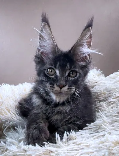 Knox — Котенок мейн-кун, Черный мрамор MCO n 22