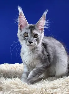 Kora