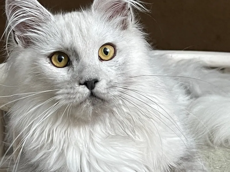 Maine Coon kitten Голубой дым MCO as  Girl