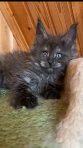 Maine Coon kitten