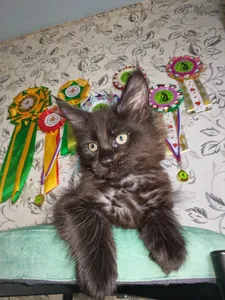 Maine Coon kitten