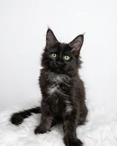 Maine Coon kitten