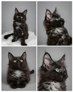 Maine Coon kitten