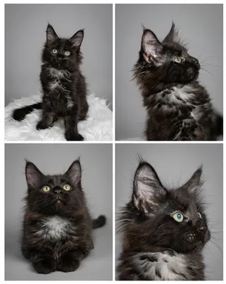 Котенок мейн-кун