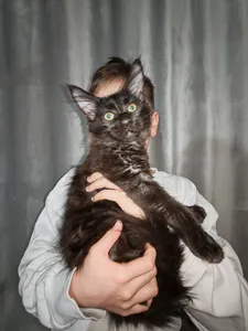 Котенок мейн-кун