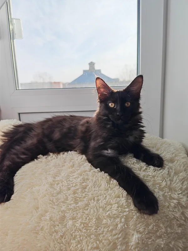 Котенок мейн-кун Черный арлекин MCO ns 22 02 Девочка