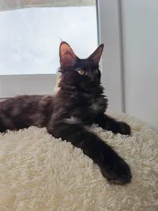 Котенок мейн-кун