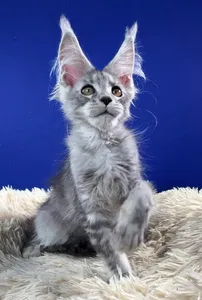Koda
