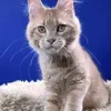 Flin - фото 4