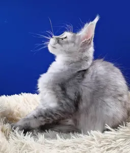 Kora