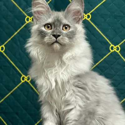 Котенок мейн-кун