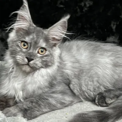 Котенок мейн-кун