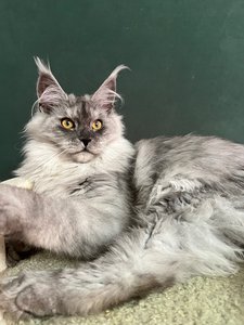 JADE SERENITY