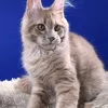 Flin - фото 3