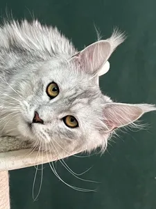 Котенок мейн-кун