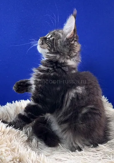 Kimber — Котенок мейн-кун, Черный мрамор MCO n 22