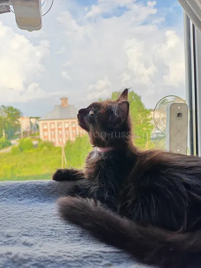 Котенок мейн-кун