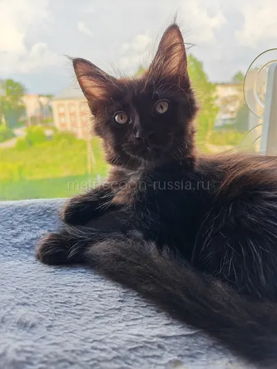 Котенок мейн-кун