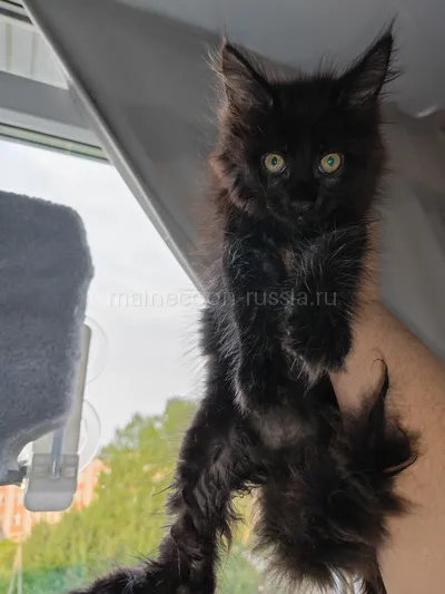 Котенок мейн-кун