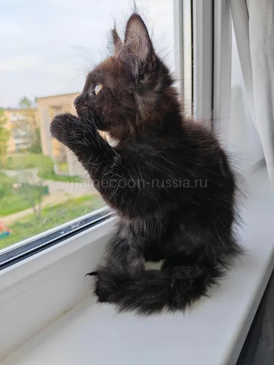 Котенок мейн-кун