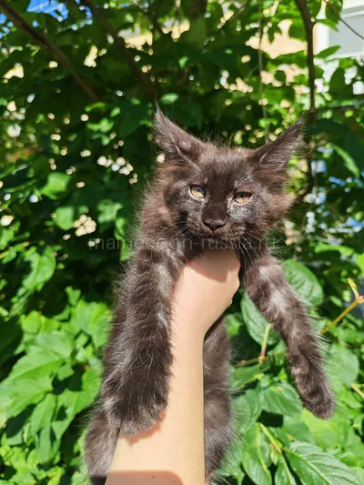 Вивьен — Maine Coon kitten, Black tiking on silver arlekin ns 25 02