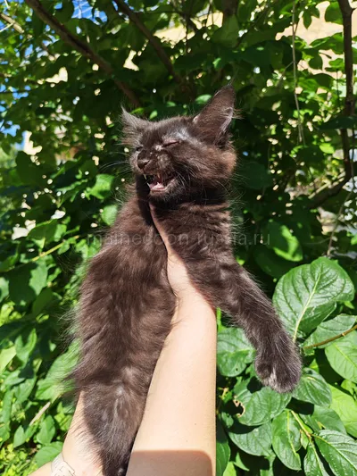 Вивьен — Maine Coon kitten, Black tiking on silver arlekin ns 25 02