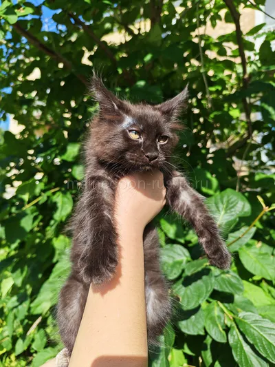 Вивьен — Maine Coon kitten, Black tiking on silver arlekin ns 25 02