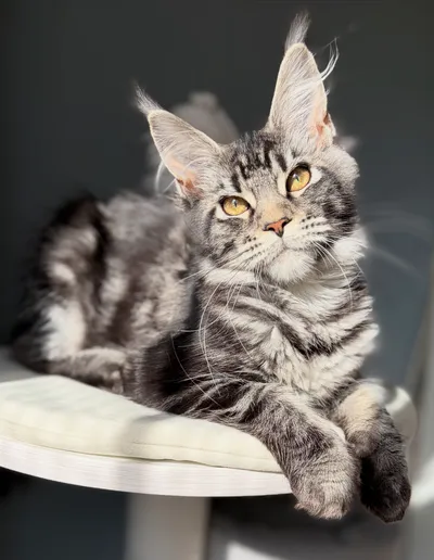 Котенок мейн-кун